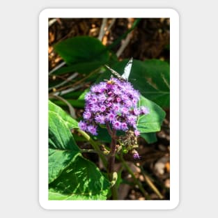 Butterfly and Bee in the Botanical Garden Sticker